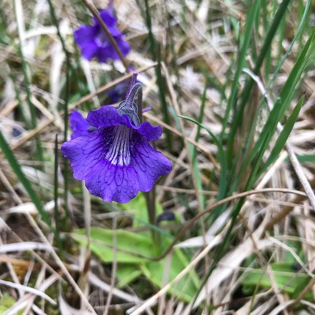 Largefloweredbutterwort