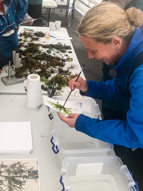 Seaweed Event On Whiddy Island; led by Susan Steele