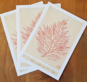 Ellen Hutchins cards - set of 3 with envelopes