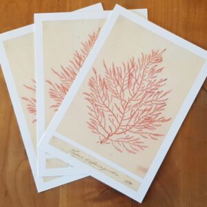 Ellen Hutchins cards - set of 3 with envelopes