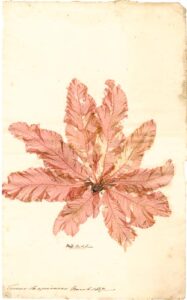 fucus sanguines