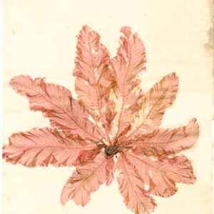 fucus sanguines