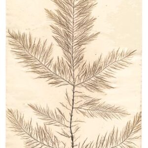 fucus viridis