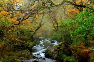 Glengarriff Nature Reserve