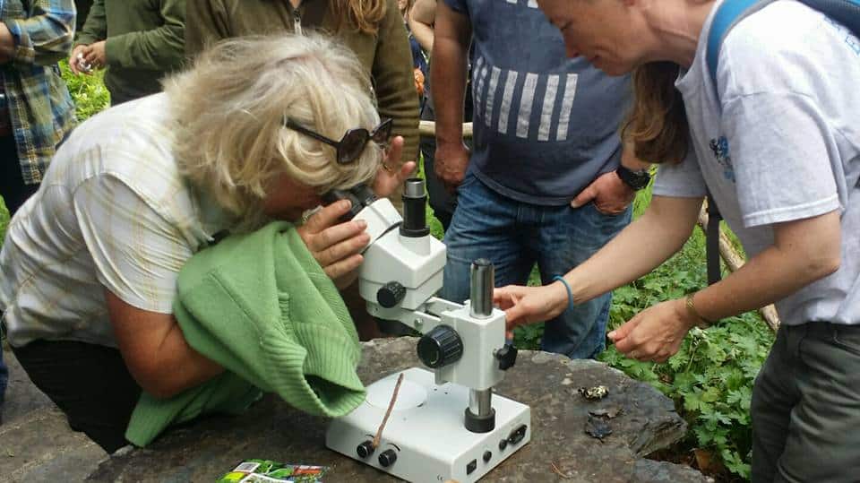 Plants under the microscope