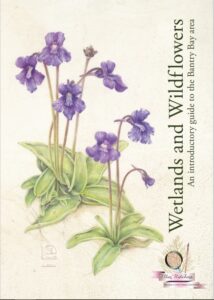 Wetlands and Wildflowers: An Introductory Guide to the Bantry Bay area