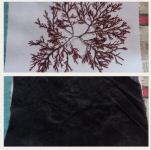 Weed-block pieces for seaweed pressing