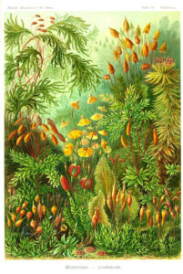 Haeckel; Kunstformen der Natur. 1904