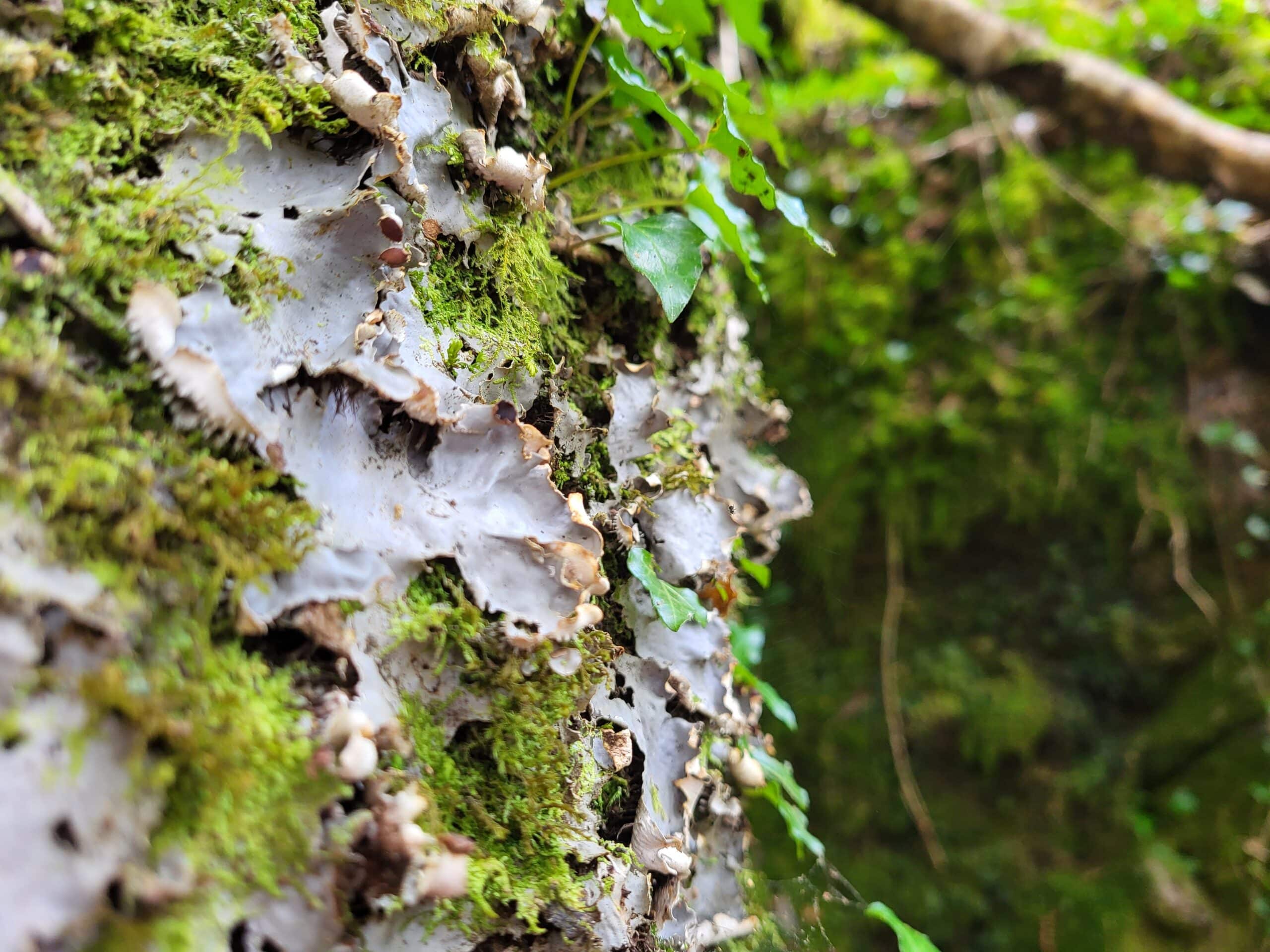 Lichen walk in Glengarriff Woods Nature Reserve