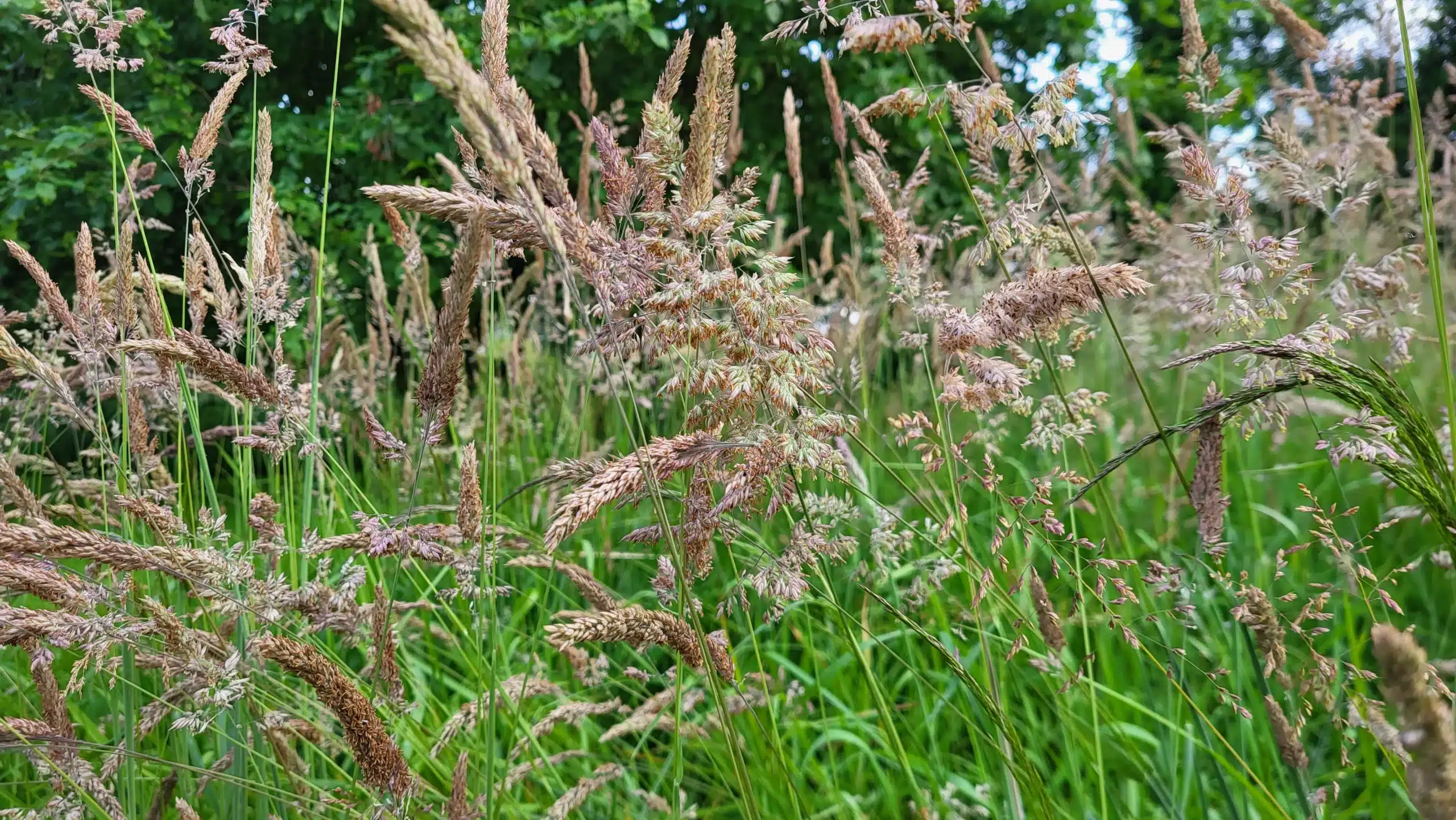 Couch to five grasses