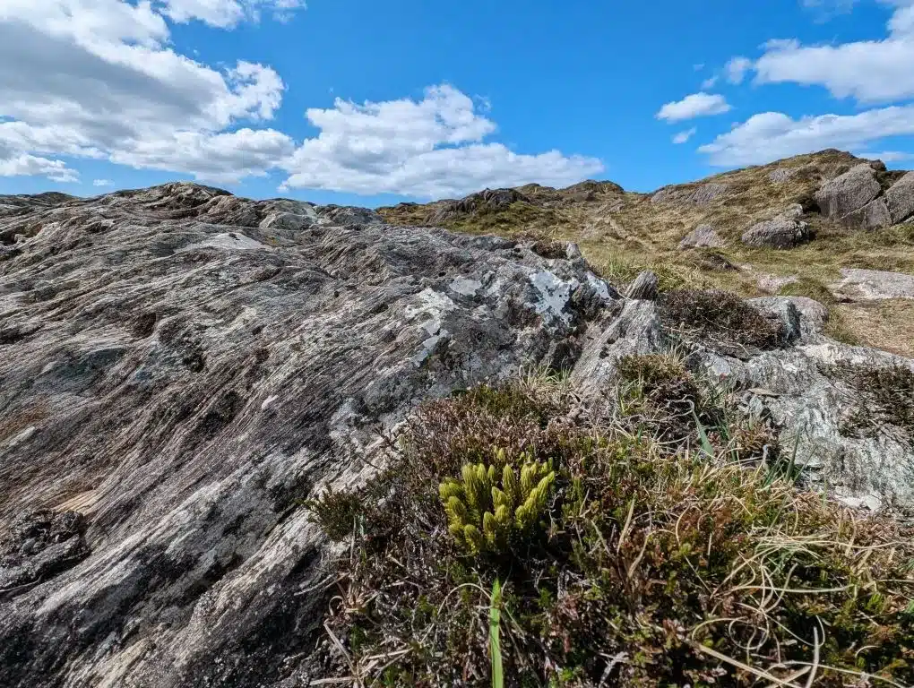 Biodiversity Day – Kilcrohane
